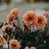 Laura Hetherington
