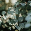 Laura Hetherington